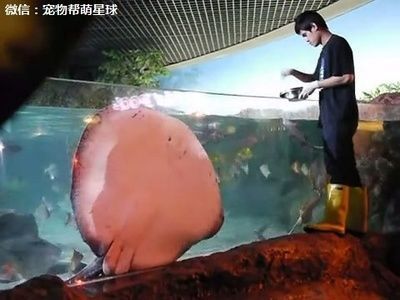 魟魚喂食視頻：與魟魚喂食視頻相關的幾個視頻：[需手動填充]魚喂食視頻,標題
