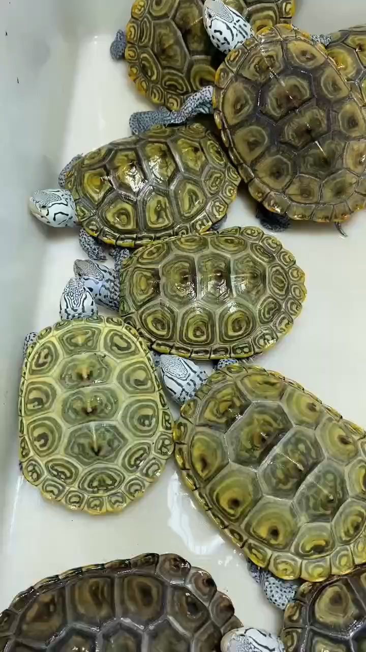 烏龜 烏龜 龍魚論壇