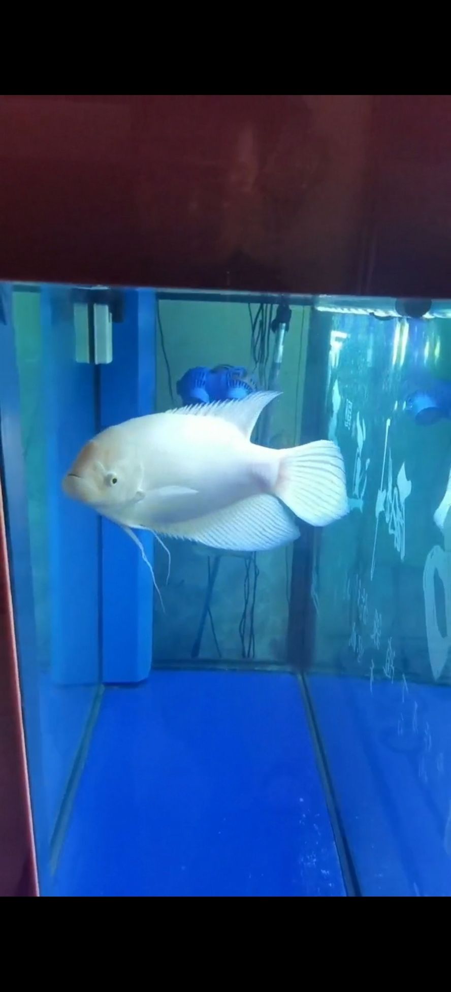 【自提優先】轉讓36厘米白色戰船魚