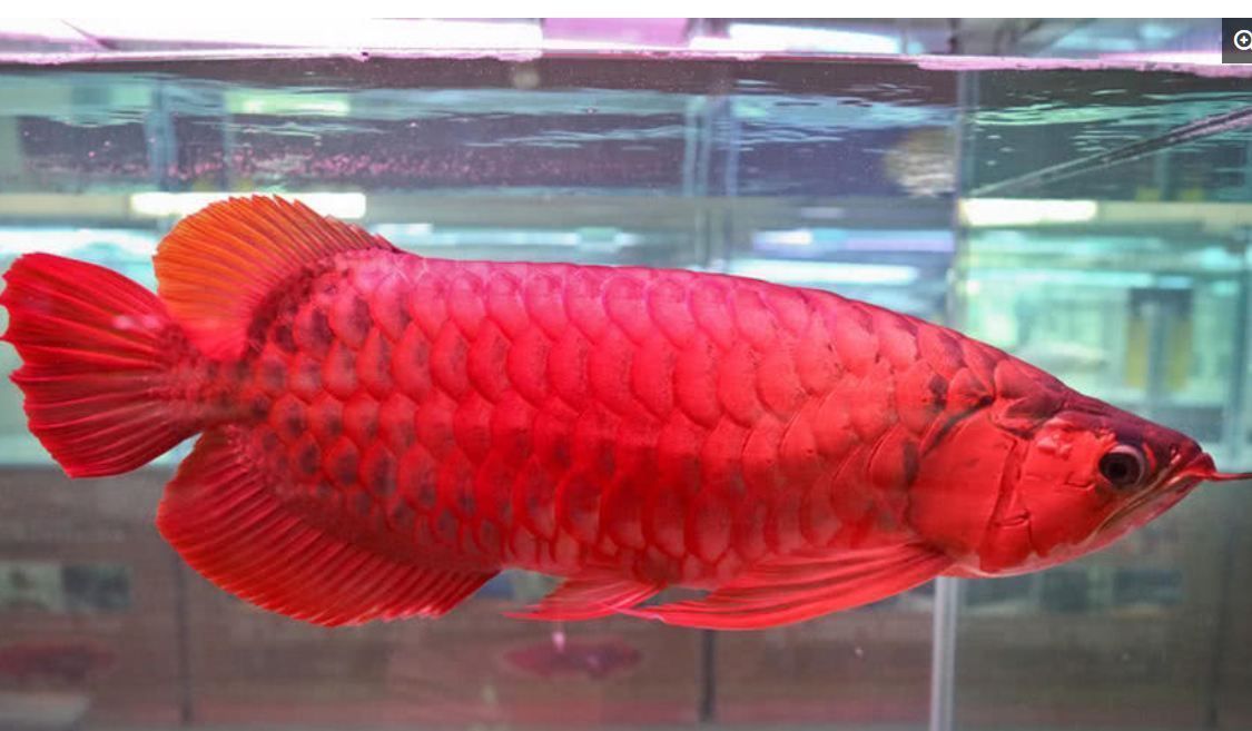 紅龍魚的顏色變化