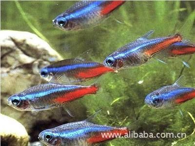 觀賞魚養殖公司排名榜(觀賞魚養殖公司排名) 馬印水族 第4張 觀賞魚養殖公司排名榜(觀賞魚養殖公司排名) 觀賞魚養殖公司排名榜(觀賞魚養殖公司排名) 馬印水族 第4張