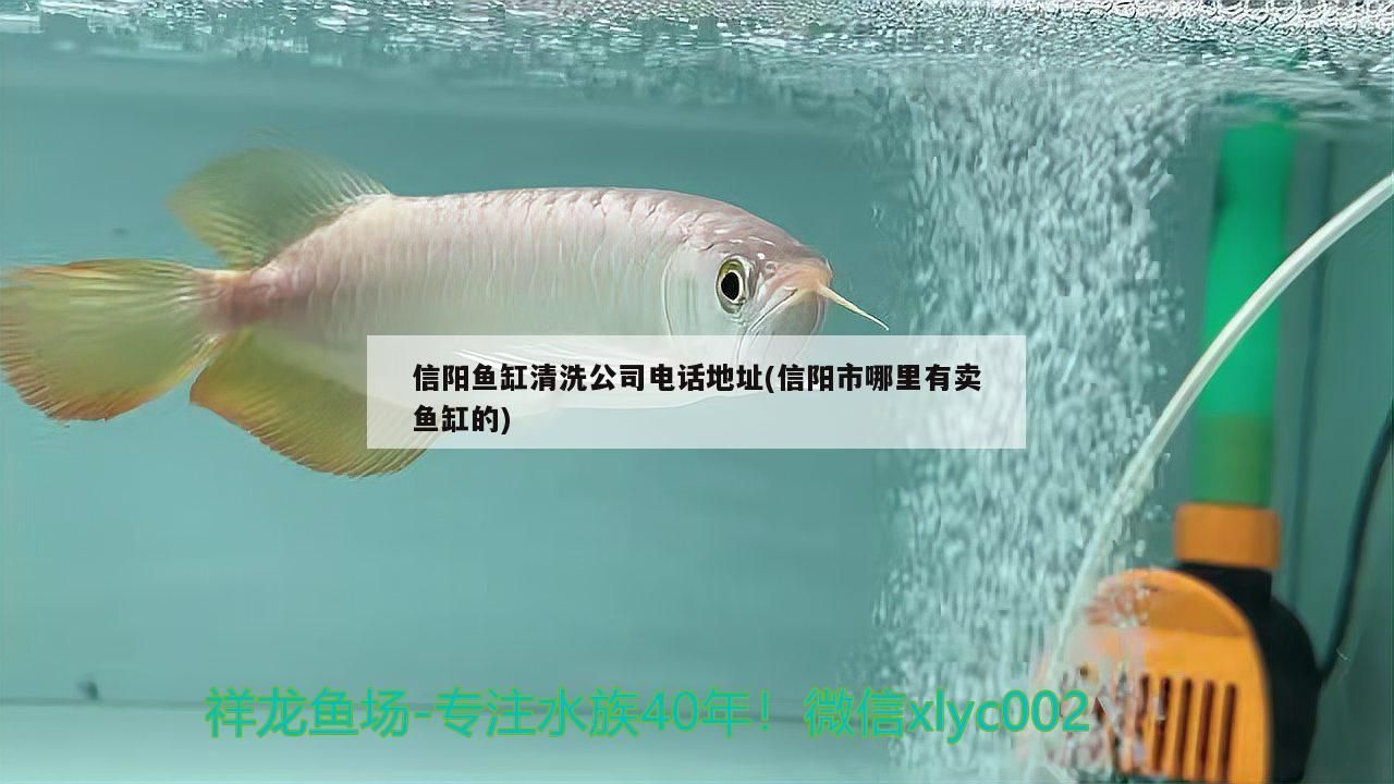 信陽魚缸清洗公司電話地址(信陽市哪里有賣魚缸的)