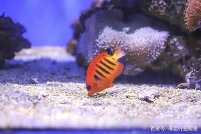 魚缸過濾器怎么用圖解說明魚缸過濾器怎么用圖解說明，觀賞魚缸過濾器怎么用圖解說明