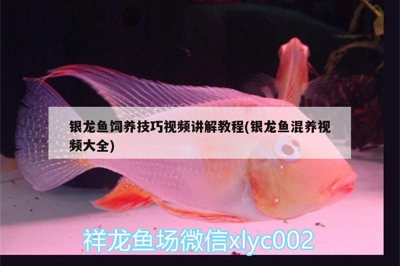 銀龍魚飼養技巧視頻講解教程(銀龍魚混養視頻大全) 銀龍魚飼養技巧視頻講解教程(銀龍魚混養視頻大全) 銀龍魚百科