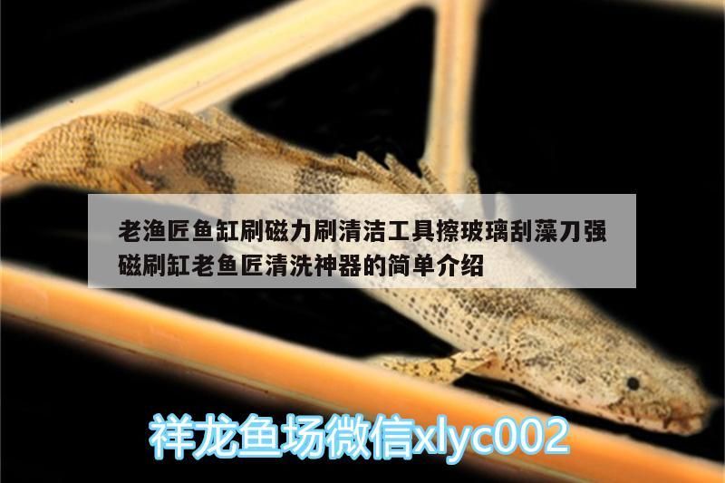 老漁匠魚缸刷磁力刷清潔工具擦玻璃刮藻刀強磁刷缸老魚匠清洗神器的簡單介紹 老漁匠魚缸刷磁力刷清潔工具擦玻璃刮藻刀強磁刷缸老魚匠清洗神器的簡單介紹 老魚匠