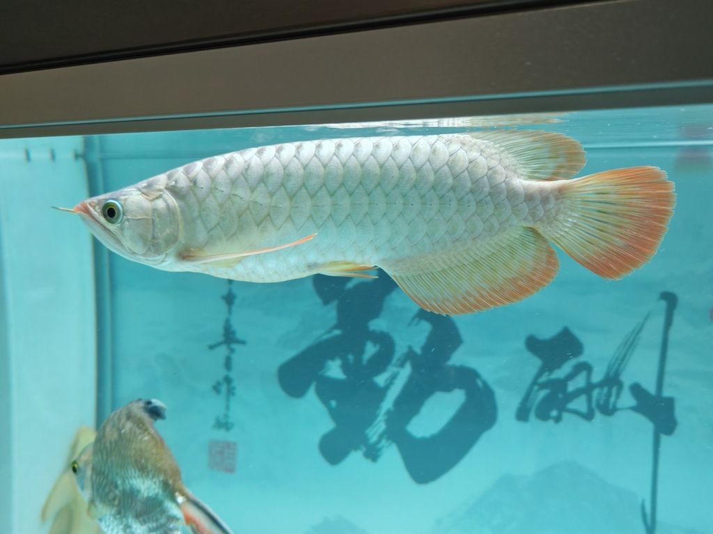 紅龍三個月了