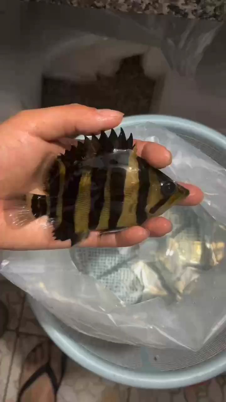蘇門答臘虎四文包肚包脖