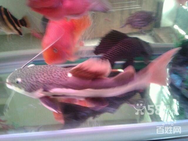 虎魚和鸚鵡混養如何喂食：虎魚和鸚鵡混養時的喂食策略，虎魚和鸚鵡魚混養如何喂食
