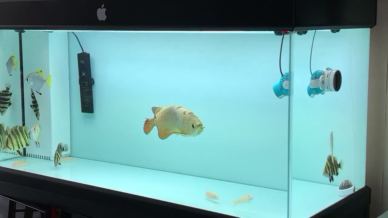 萬物皆靈性你能感覺到魚向你示意嗎？ 萬物皆靈性你能感覺到魚向你示意嗎？ 黃金貓魚百科 第2張