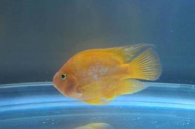 有野生龍魚嗎視頻播放大全：探尋野生龍魚的神秘世界，有野生龍魚嗎？視頻背后的真相與探索