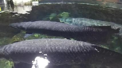 海象魚爆缸王（海象魚和爆缸王的飼養(yǎng)技巧海象魚的飼養(yǎng)技巧和技巧）