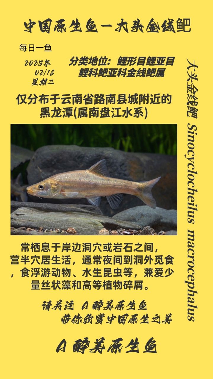 大頭金線鲃