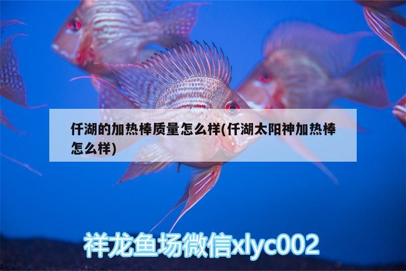 仟湖的加熱棒質量怎么樣(仟湖太陽神加熱棒怎么樣) 仟湖的加熱棒質量怎么樣(仟湖太陽神加熱棒怎么樣) 仟湖