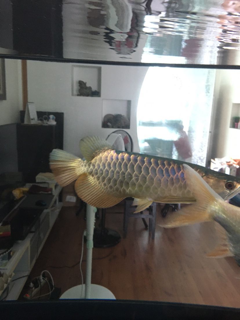襄樊觀賞魚市場仟湖金龍 仟湖 第1張 襄樊觀賞魚市場仟湖金龍 襄樊觀賞魚市場仟湖金龍 仟湖 第1張