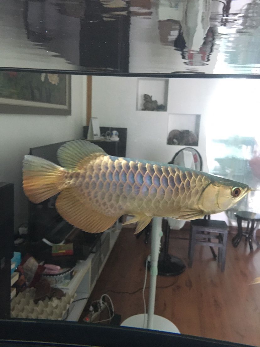 襄樊觀賞魚市場仟湖金龍 仟湖 第2張 襄樊觀賞魚市場仟湖金龍 襄樊觀賞魚市場仟湖金龍 仟湖 第2張