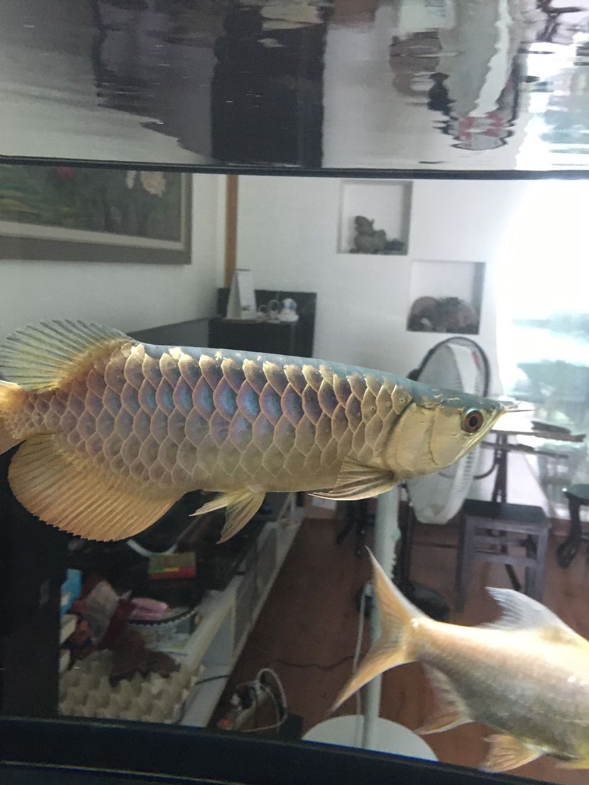 襄樊觀賞魚市場仟湖金龍 仟湖 第3張 襄樊觀賞魚市場仟湖金龍 襄樊觀賞魚市場仟湖金龍 仟湖 第3張