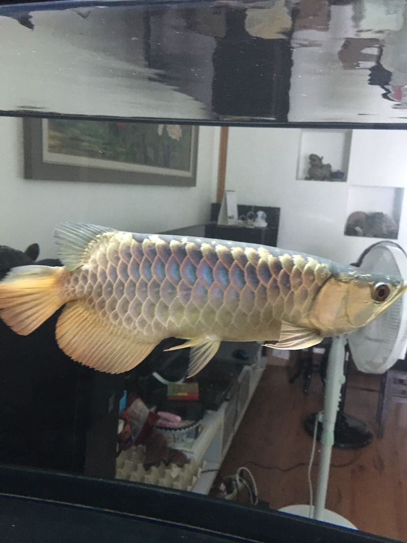 襄樊觀賞魚市場仟湖金龍 仟湖 第4張 襄樊觀賞魚市場仟湖金龍 襄樊觀賞魚市場仟湖金龍 仟湖 第4張
