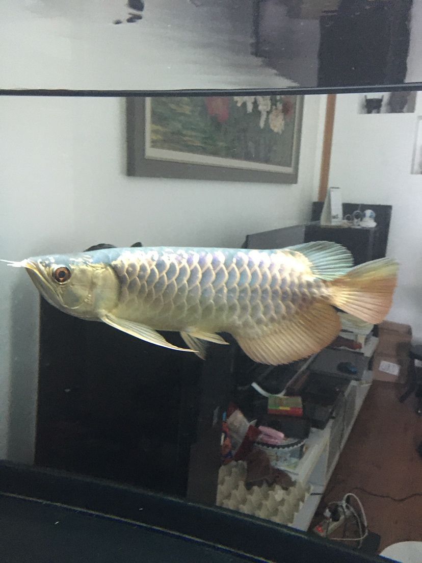 襄樊觀賞魚市場仟湖金龍 仟湖 第5張 襄樊觀賞魚市場仟湖金龍 襄樊觀賞魚市場仟湖金龍 仟湖 第5張