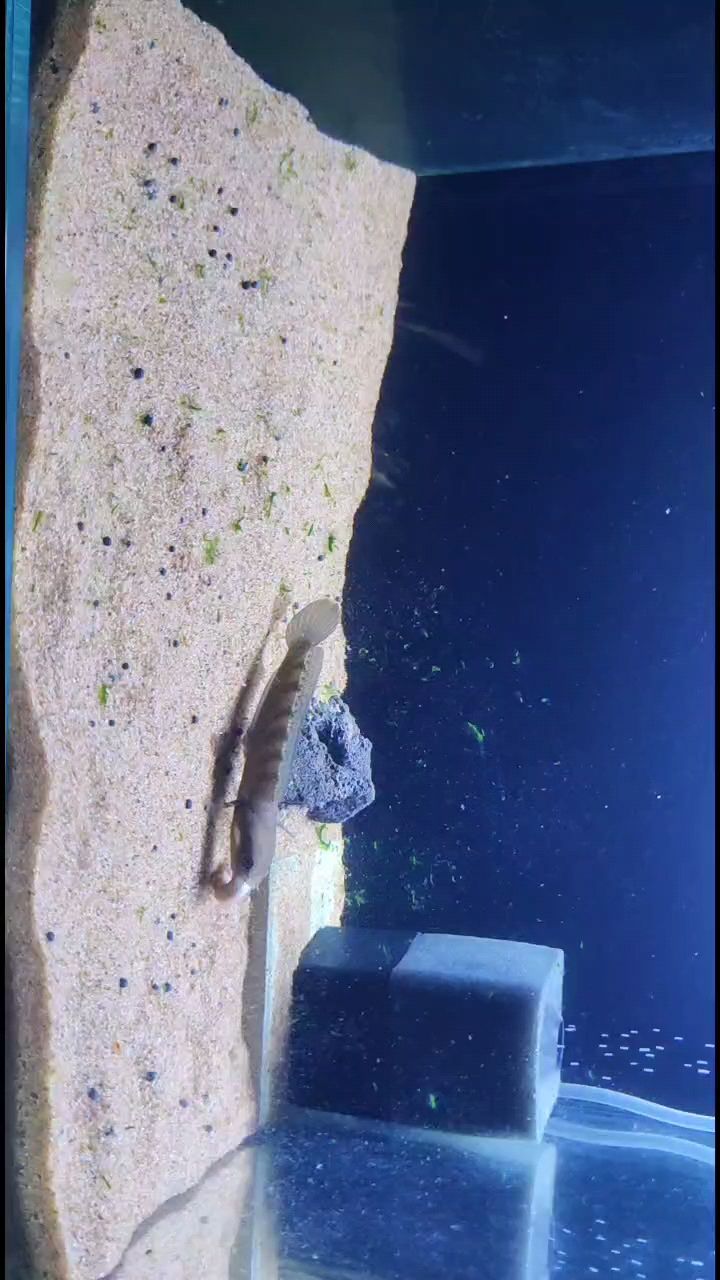 獵殺時刻！