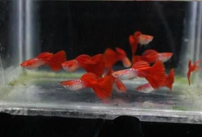 互動性最好的觀賞魚排名第2（揭秘羅漢魚的靈性與挑戰） 互動性最好的觀賞魚排名第2（揭秘羅漢魚的靈性與挑戰） 光特億 第3張
