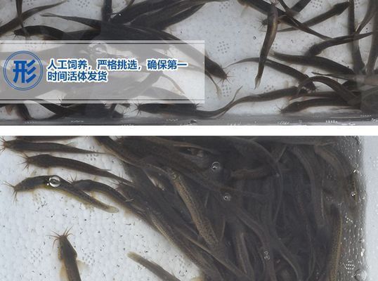 龍魚吃的泥鰍要凍多久才可以喂vs祥龍魚場：“龍魚吃的泥鰍要凍多久才可以喂”的直接答案是答案 龍魚吃的泥鰍要凍多久才可以喂vs祥龍魚場：“龍魚吃的泥鰍要凍多久才可以喂”的直接答案是答案 vs祥龍魚場 第2張