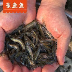 龍魚吃的泥鰍要凍多久才可以喂vs祥龍魚場：“龍魚吃的泥鰍要凍多久才可以喂”的直接答案是答案 龍魚吃的泥鰍要凍多久才可以喂vs祥龍魚場：“龍魚吃的泥鰍要凍多久才可以喂”的直接答案是答案 vs祥龍魚場 第5張