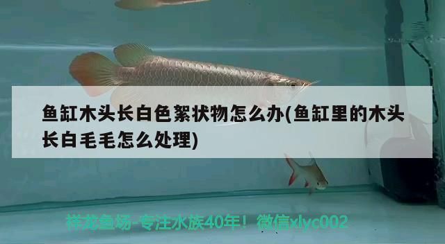 魚缸木頭長白色絮狀物怎么辦(魚缸里的木頭長白毛毛怎么處理)