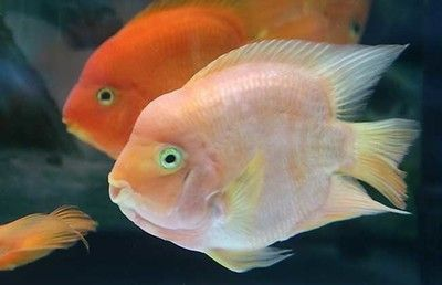 觀賞魚進出口規定（全球觀賞魚市場的趨勢與挑戰全球觀賞魚市場的趨勢與挑戰）