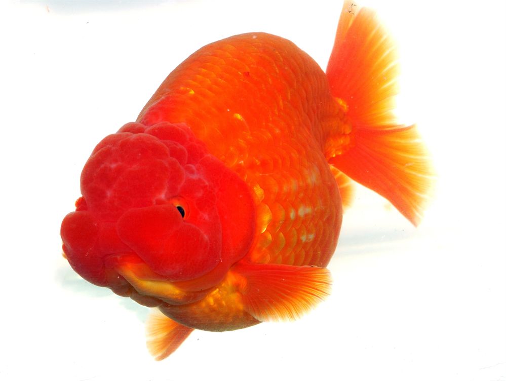 觀賞魚進出口規定（全球觀賞魚市場的趨勢與挑戰全球觀賞魚市場的趨勢與挑戰）