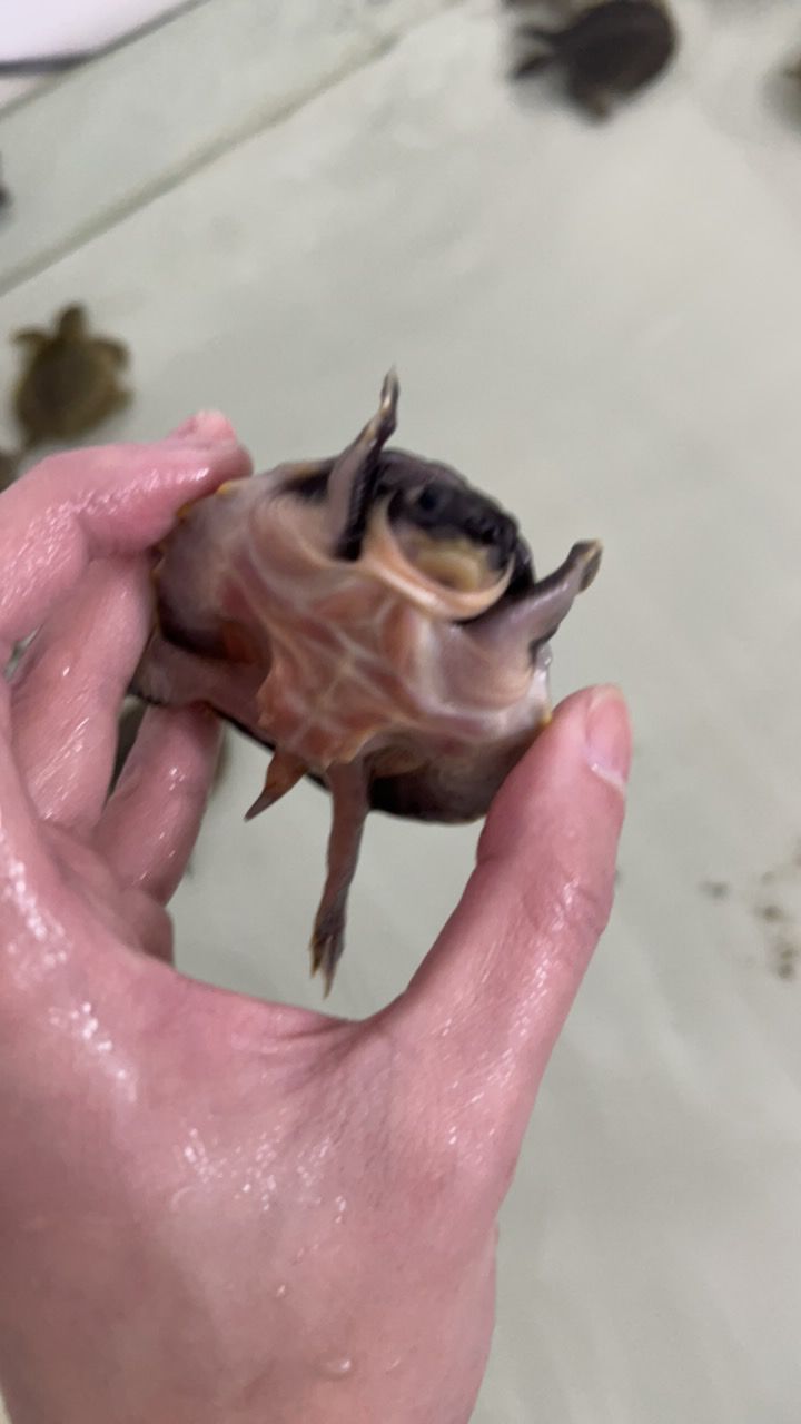 #豬鼻龜#魚缸精靈 龍魚論壇 第1張 #豬鼻龜#魚缸精靈 #豬鼻龜#魚缸精靈 龍魚論壇 第1張