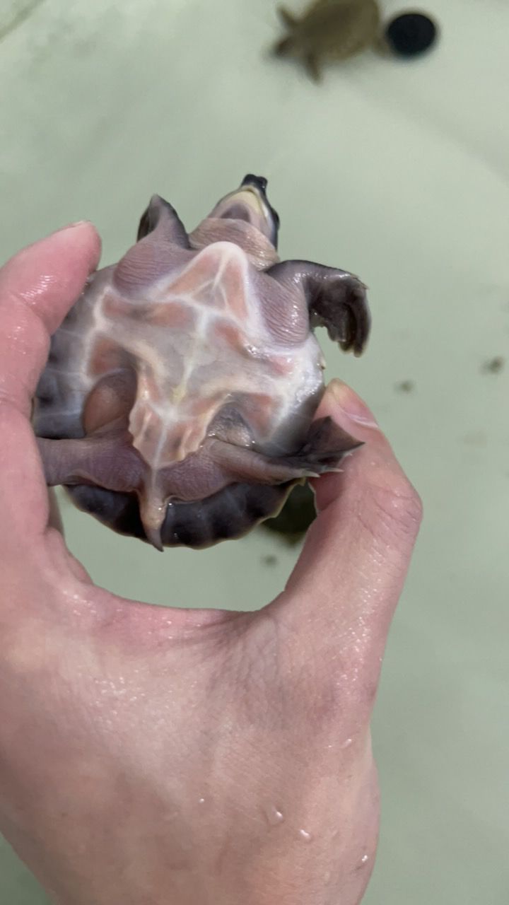 #豬鼻龜#魚缸精靈 龍魚論壇 第3張 #豬鼻龜#魚缸精靈 #豬鼻龜#魚缸精靈 龍魚論壇 第3張