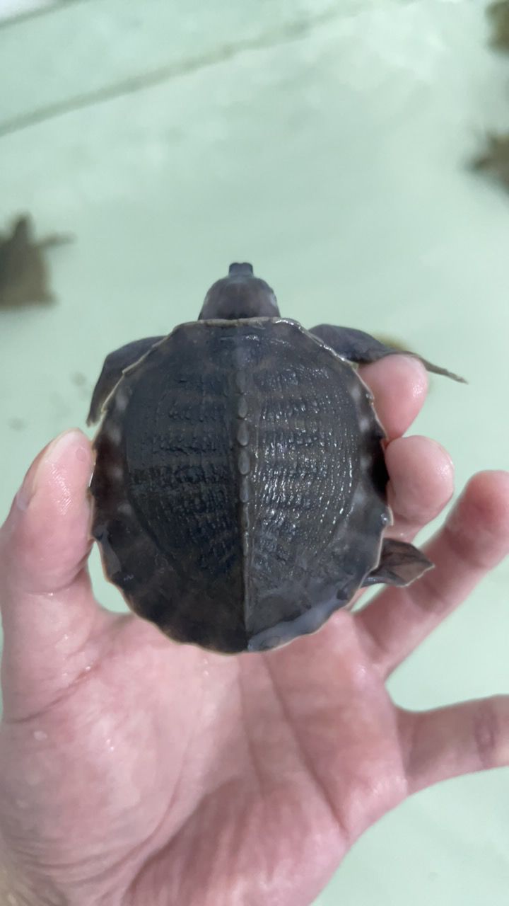 #豬鼻龜#魚缸精靈 龍魚論壇 第4張 #豬鼻龜#魚缸精靈 #豬鼻龜#魚缸精靈 龍魚論壇 第4張