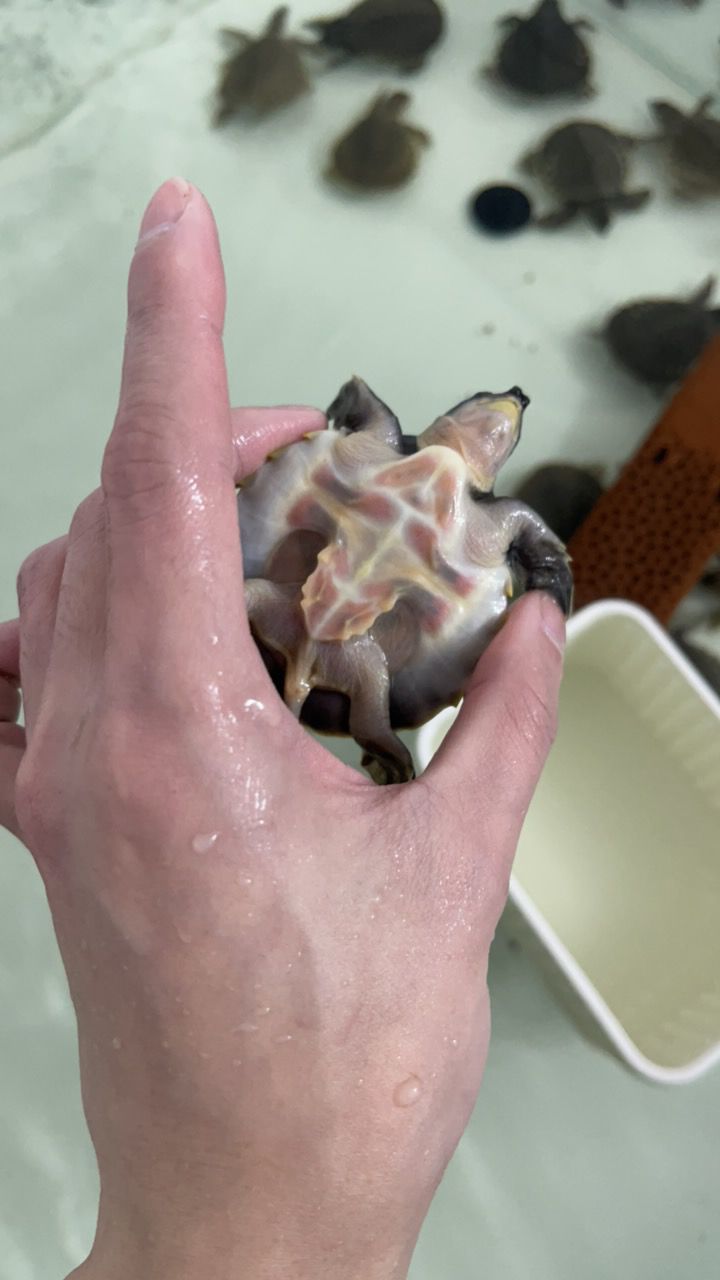 #豬鼻龜#魚缸精靈 龍魚論壇 第7張 #豬鼻龜#魚缸精靈 #豬鼻龜#魚缸精靈 龍魚論壇 第7張