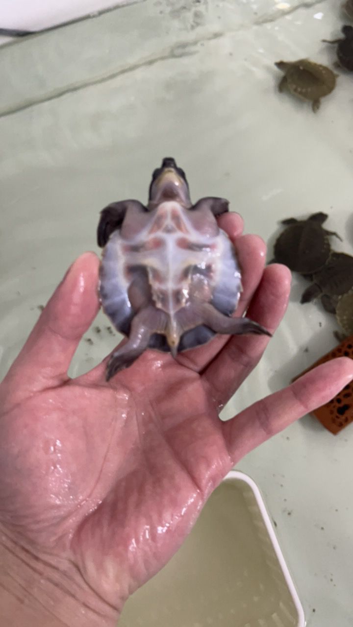 #豬鼻龜#魚缸精靈 龍魚論壇 第9張 #豬鼻龜#魚缸精靈 #豬鼻龜#魚缸精靈 龍魚論壇 第9張