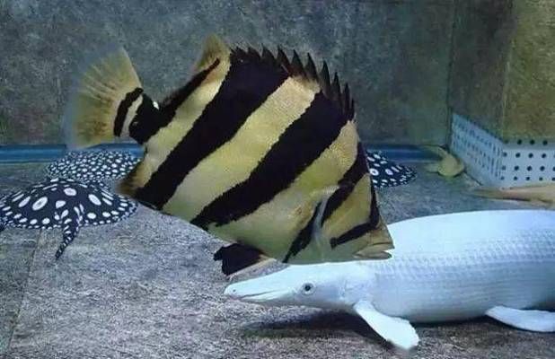 泰國虎魚最佳飼養溫度，泰國虎魚最佳飼養溫度范圍是24-28攝氏度