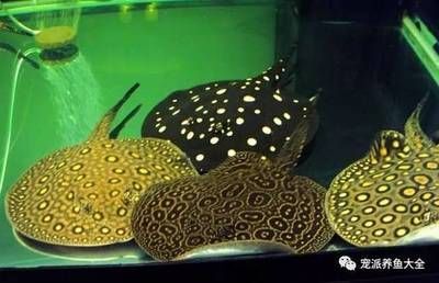 魟魚水溫多少度好：魟魚的水溫多少度好