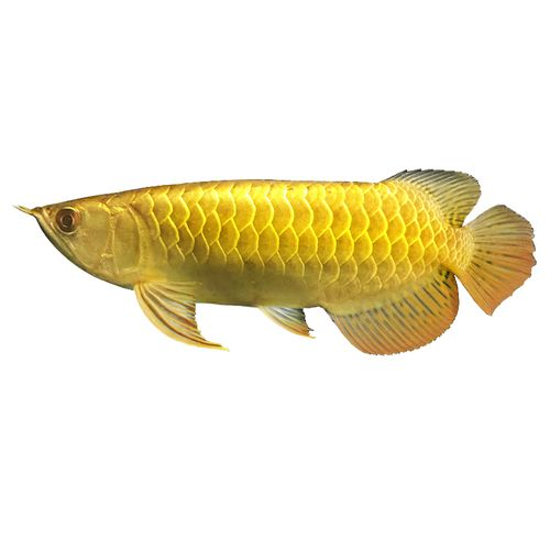 紅龍魚的四大品牌是什么意思:紅龍魚四大品牌介紹 紅龍魚百科 第5張 紅龍魚的四大品牌是什么意思:紅龍魚四大品牌介紹 紅龍魚的四大品牌是什么意思:紅龍魚四大品牌介紹 紅龍魚百科 第5張
