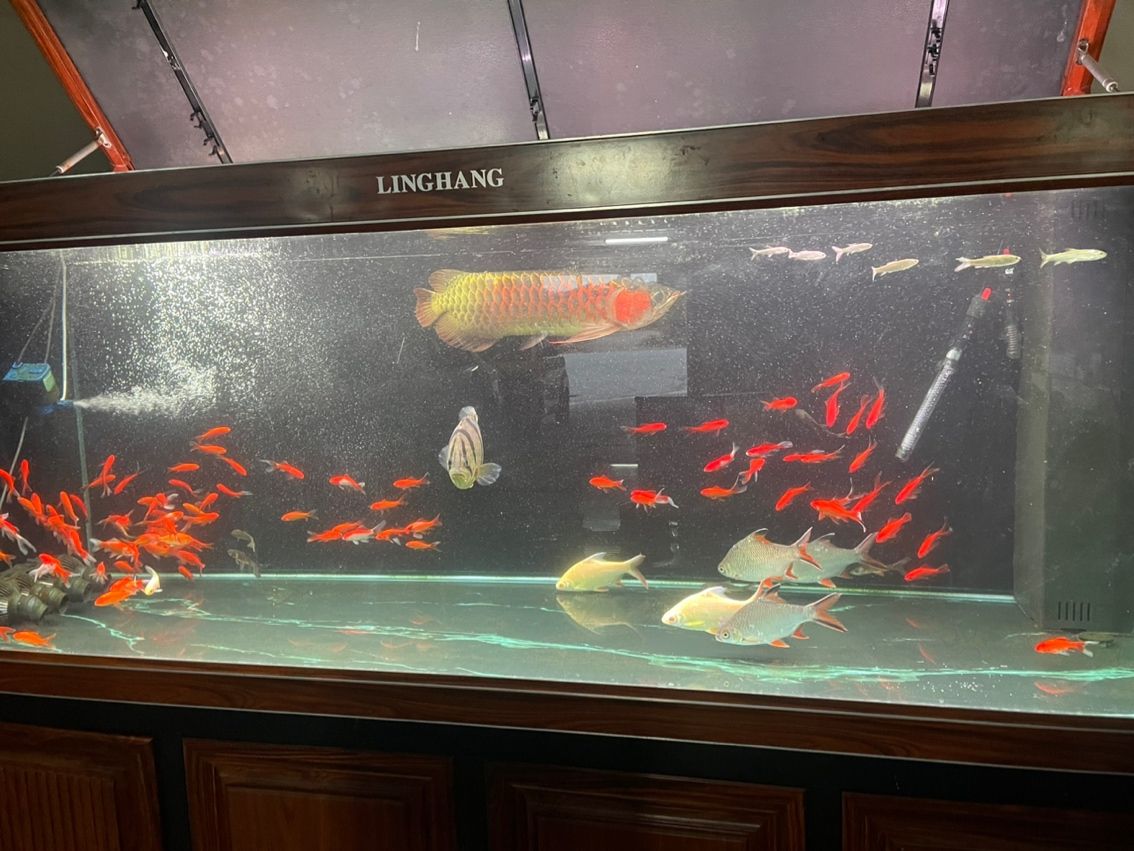 升級處理三條龍魚，最好打包帶走。6800一口價不講價