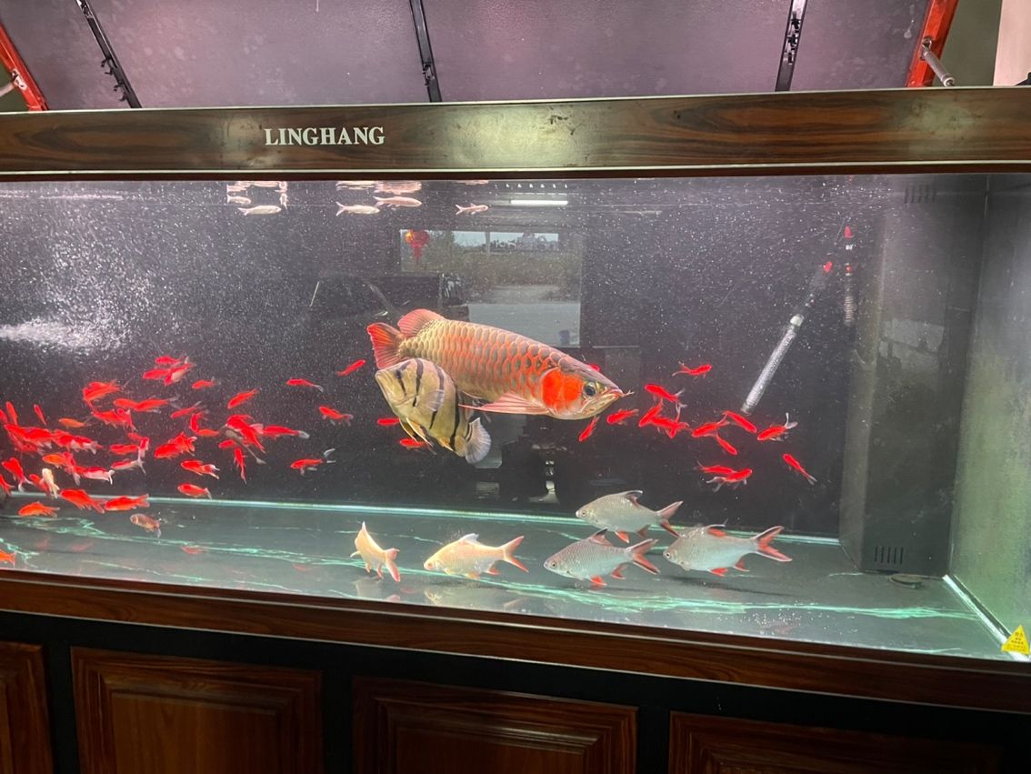 升級處理三條龍魚，最好打包帶走。6800一口價不講價