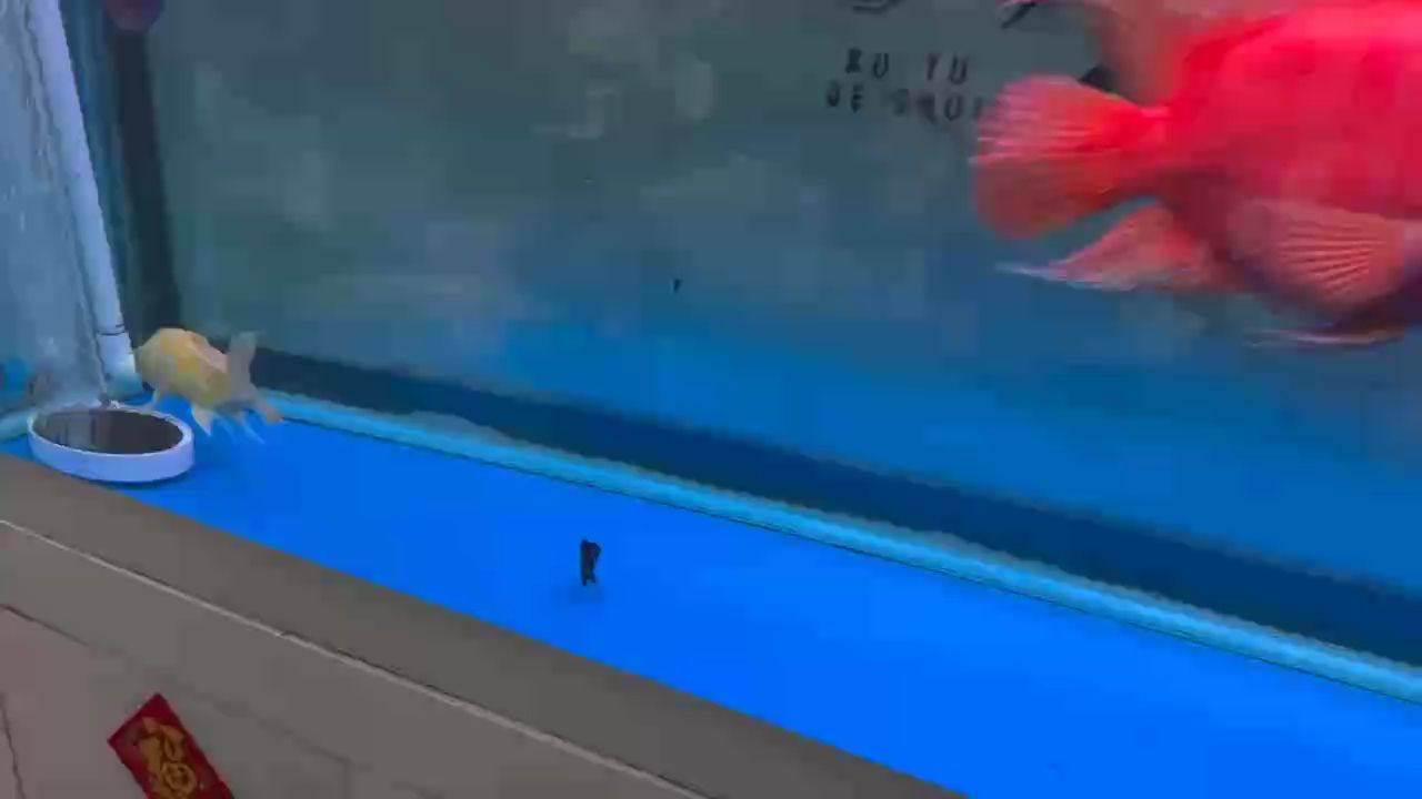 新入兩只小腦斧、挑戰天價魚飼料