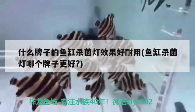什么牌子的魚缸殺菌燈效果好耐用(魚缸殺菌燈哪個牌子更好?)