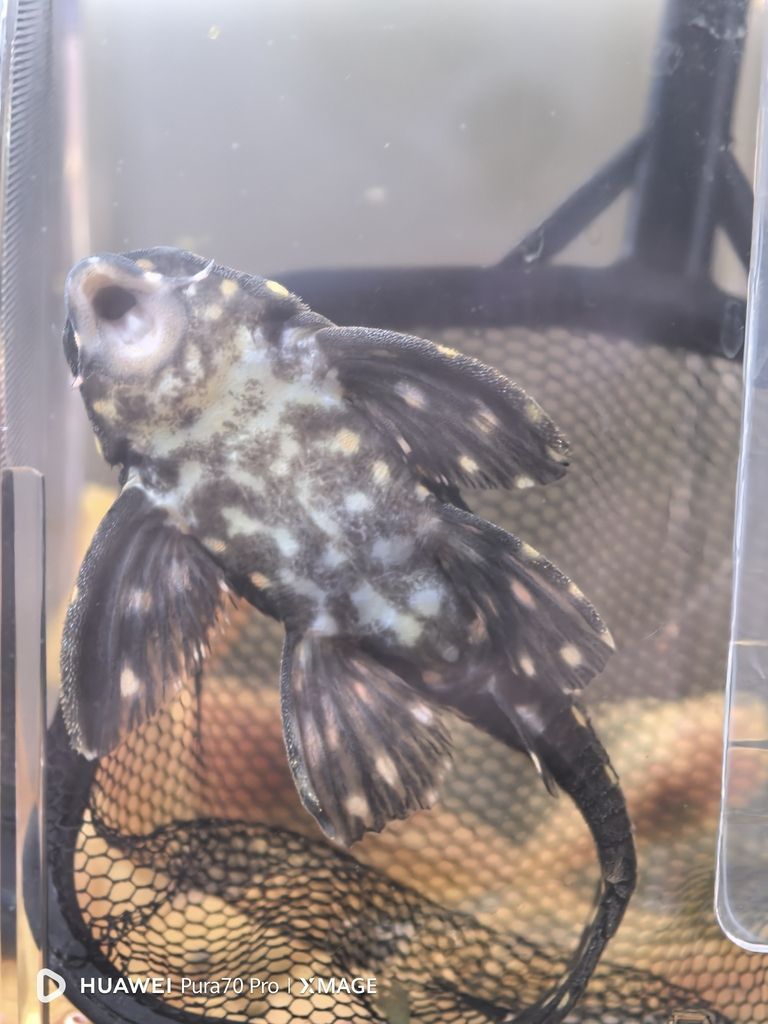 大神幫我看看是公魚還是母魚