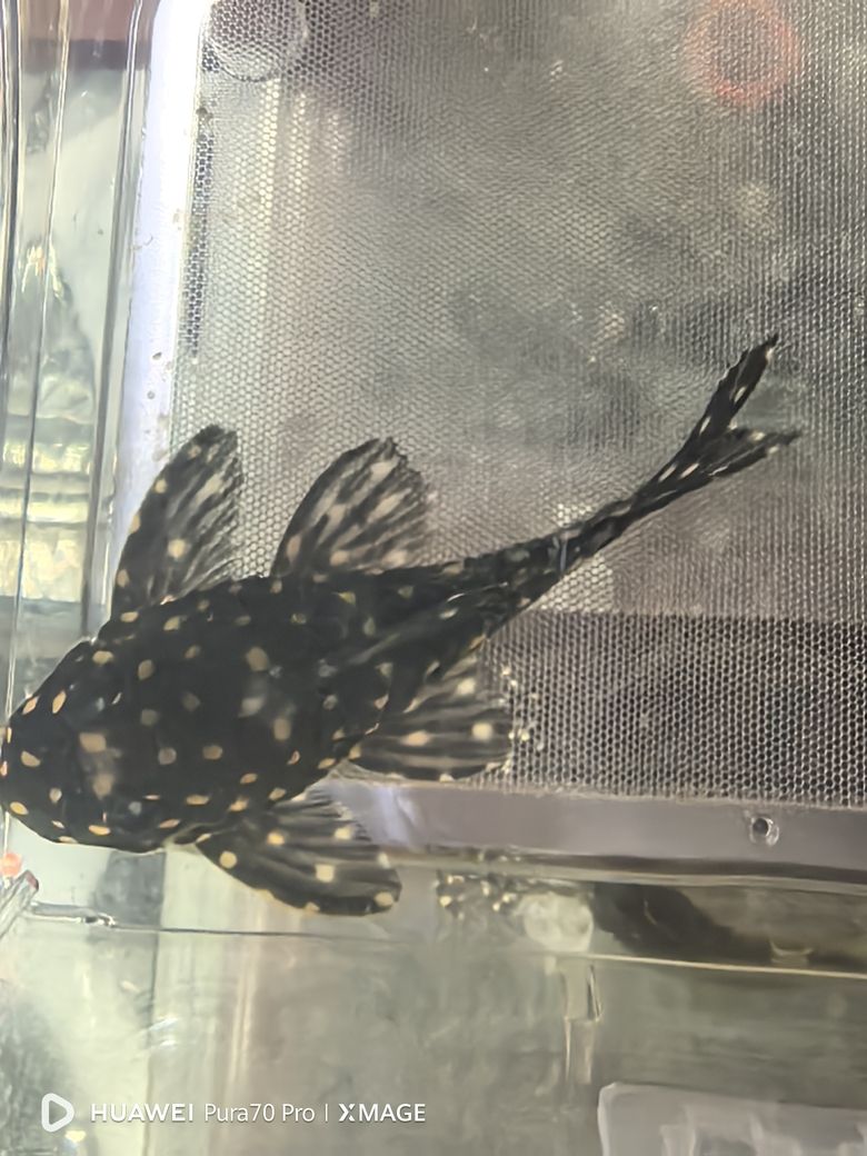 大神幫我看看是公魚還是母魚