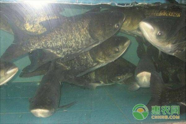 長得最快的鯽魚排名（生長最快的鯽魚品種排名） 長得最快的鯽魚排名（生長最快的鯽魚品種排名） 蝴蝶鯉百科 第1張