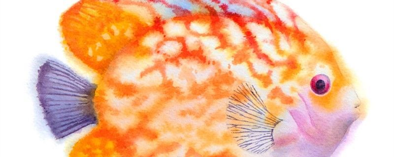 如何聯系到金龍魚廠家批發電話?,益海嘉里金龍魚批發 龍魚百科 第1張 如何聯系到金龍魚廠家批發電話?,益海嘉里金龍魚批發 如何聯系到金龍魚廠家批發電話?,益海嘉里金龍魚批發 龍魚百科 第1張