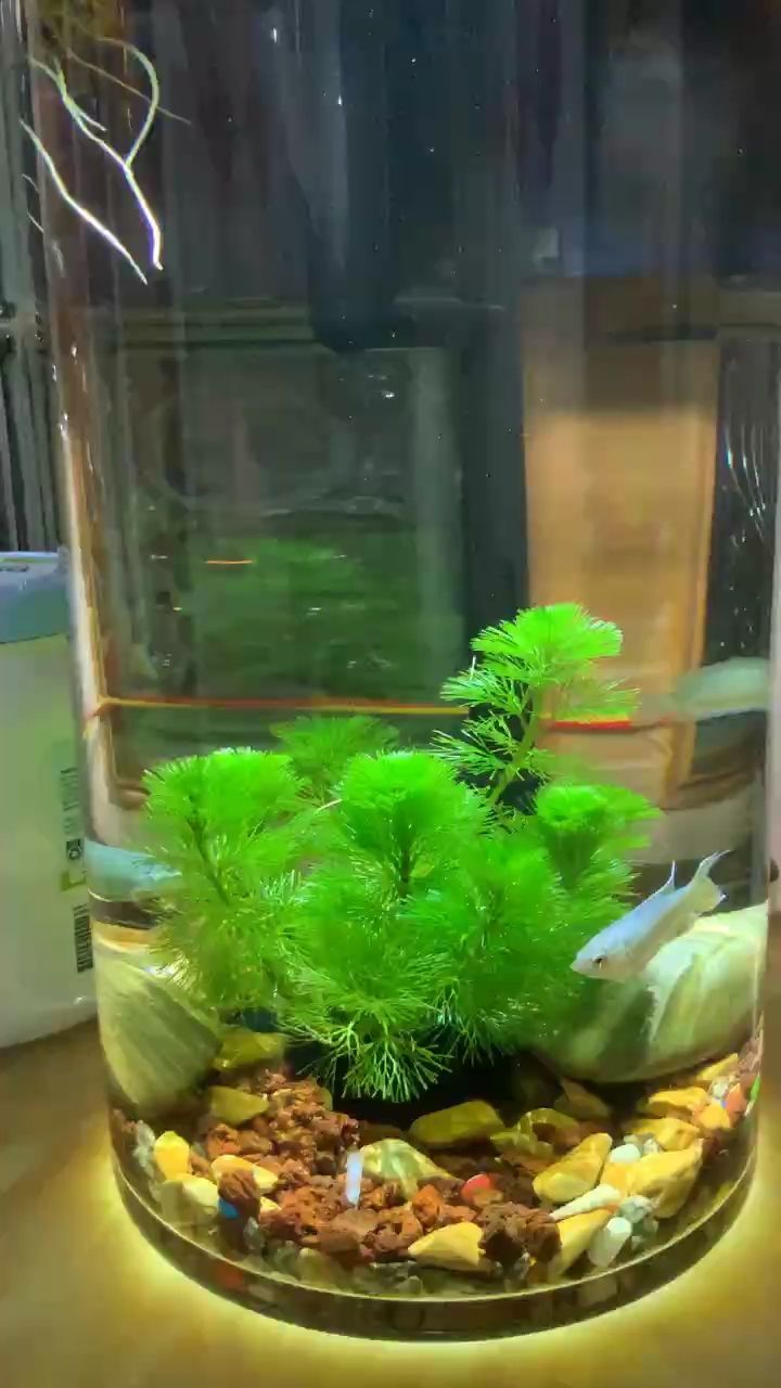 這家伙很懶