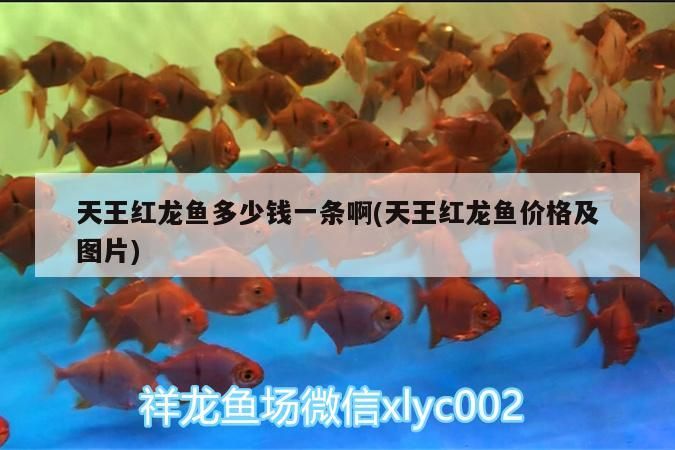 詳細(xì)閱讀:天王紅龍魚多少錢一條啊(天王紅龍魚價(jià)格及圖片) 天王紅龍魚多少錢一條啊(天王紅龍魚價(jià)格及圖片)