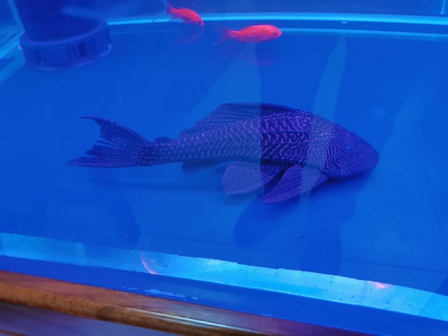 換換換