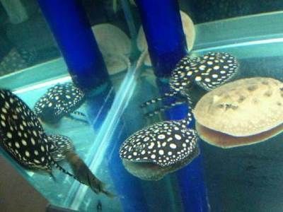 皇冠魚怎么繁殖（皇冠魚的繁殖方式） 皇冠魚怎么繁殖（皇冠魚的繁殖方式） 天王紅龍 第1張