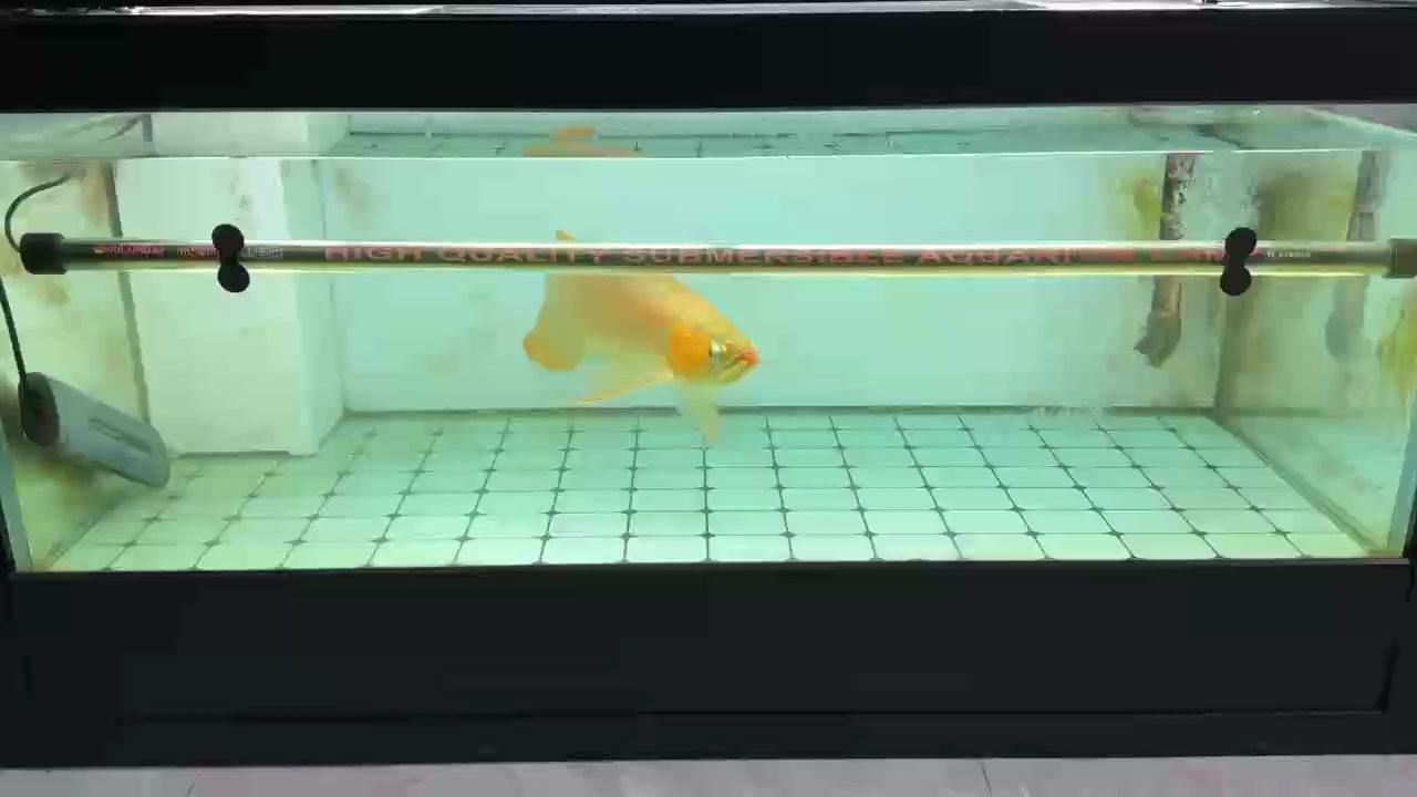 擦干凈魚缸舒服很多